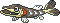 Normal sprite for Arrokuda.